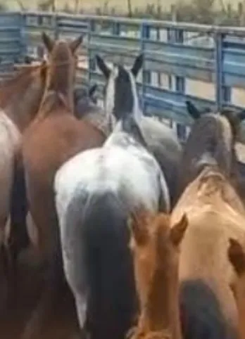 Captura de pantalla_28-10-2025_16379_prensa.policiadesalta.gob.ar