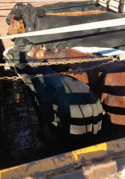 Captura-de-pantalla-2024-04-18-143310