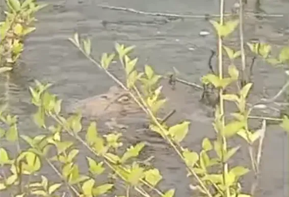 Captura de pantalla 2024-12-13 210309