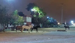 WhatsApp-Image-2025-07-24-at-9.28.58-AM-300x172