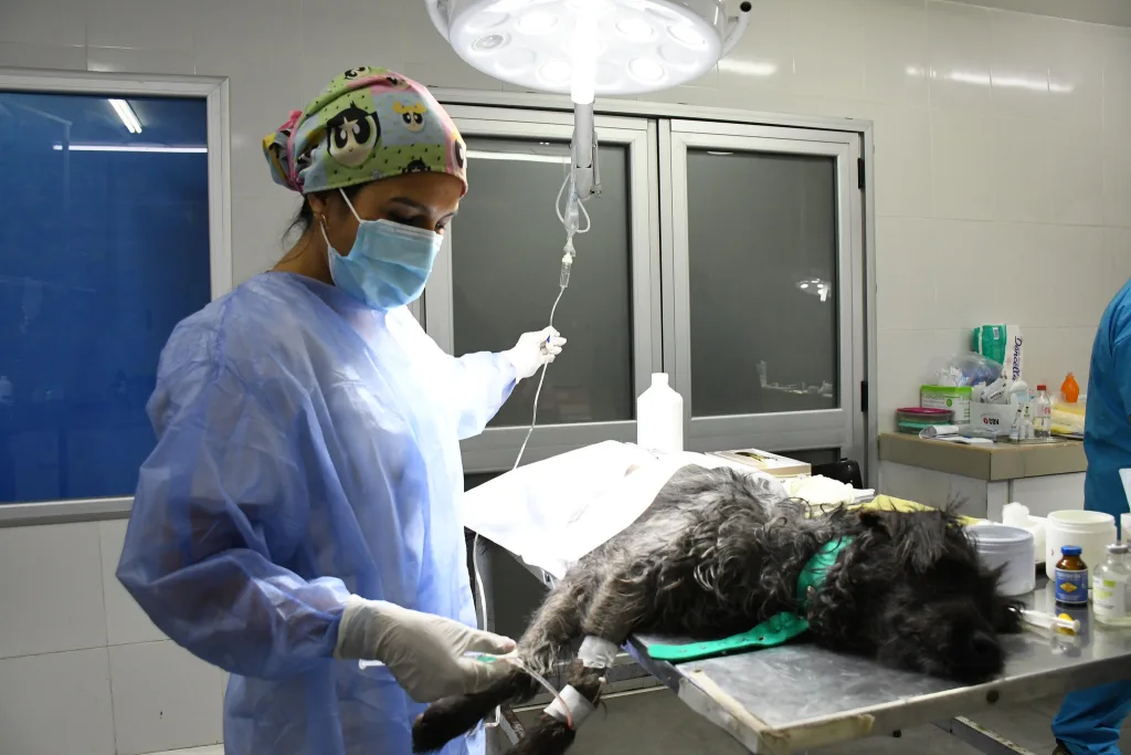 hospital-de-salud-animal-7-1024x683