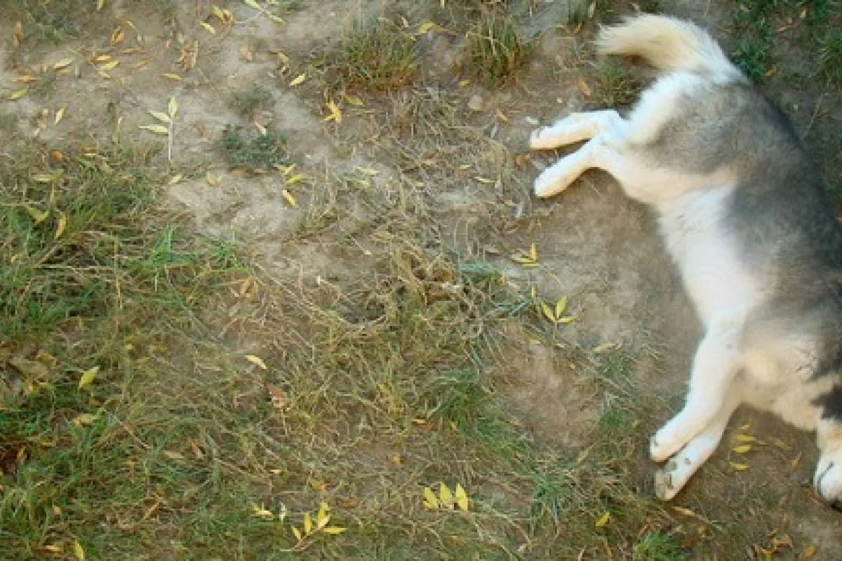 multimedia.normal.8f26182f5795ee82.706572726f7320656e76656e656e61646f7320325f6e6f726d616c2e6a7067