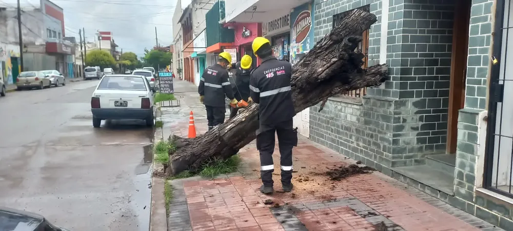 troceado-arbol-caido-5
