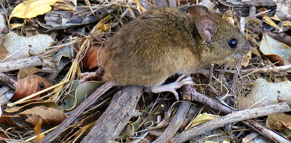 WEB-HANTAVIRUS