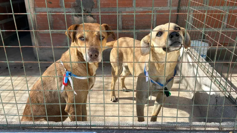 perros-rescatados-centro-de-adopciones-milagro-2026-1-768x432