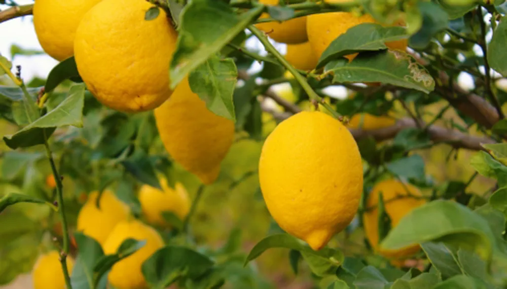 LIMON1