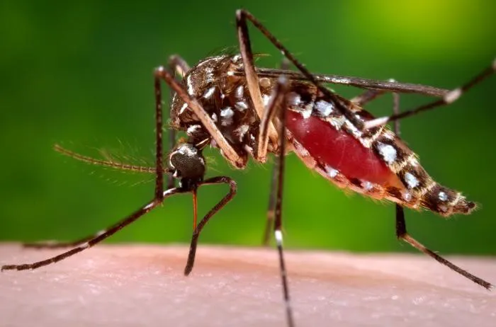 aedes-aegypti