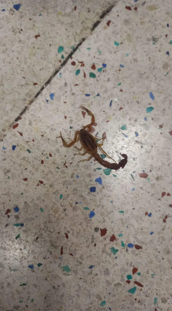 multimedia.normal.94d0b050642ce8a1.YWxhY3JhbnZlYV9ub3JtYWwuanBn