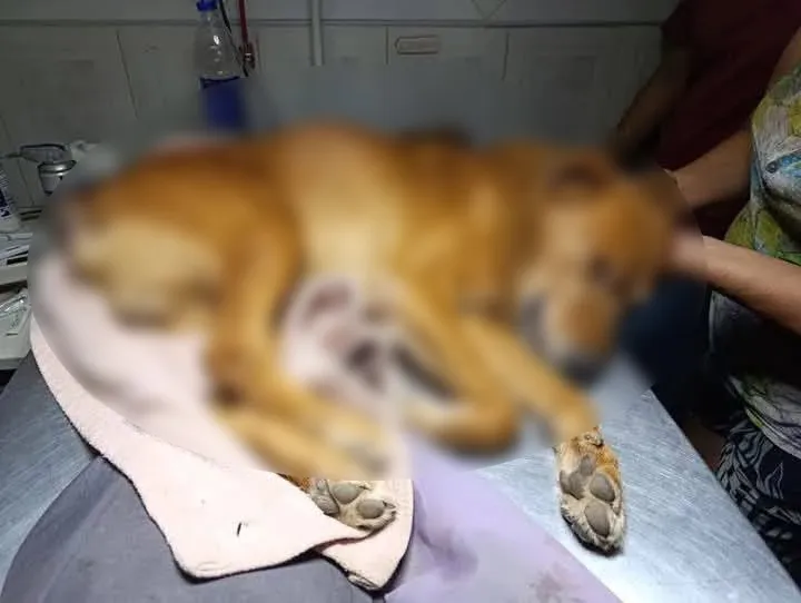 multimedia.normal.b5794182427f949b.cGVycm8gYWJ1c29fbm9ybWFsLndlYnA=