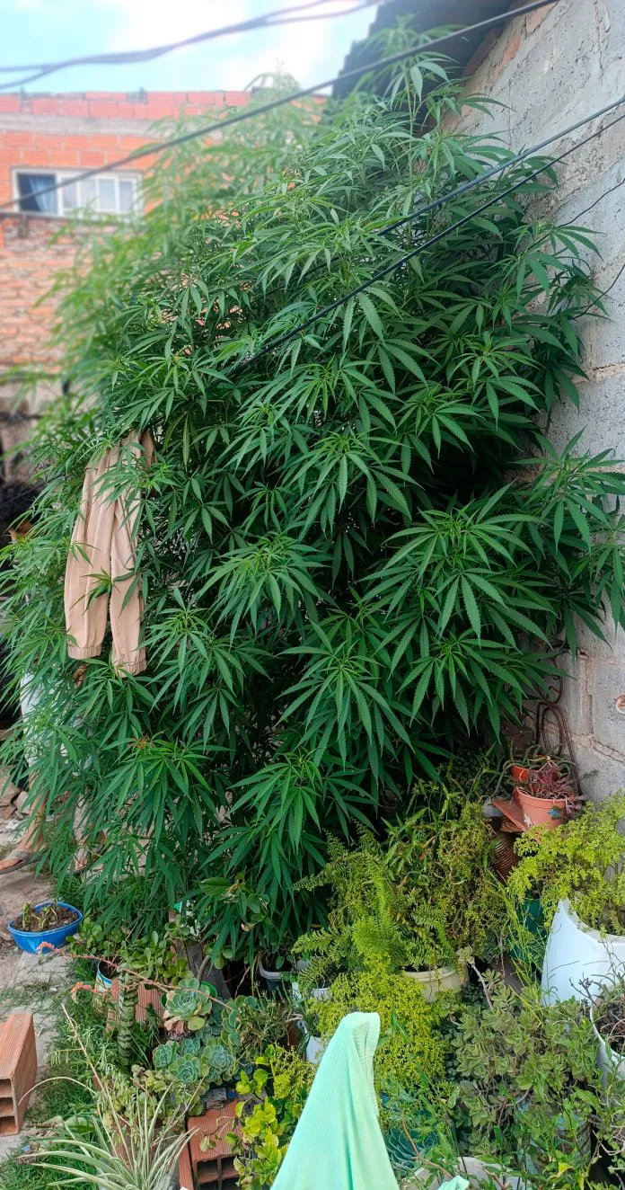 WhatsApp-Image-2025-01-20-at-10.14.49-PM-696x1324