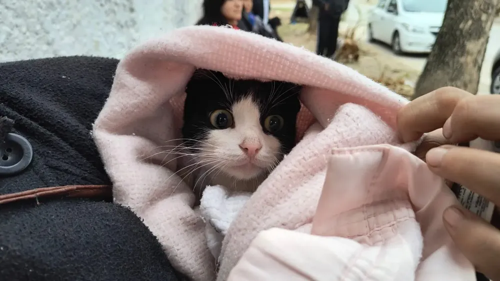 movil-de-castracion-barrio-mosconi-1-1536x864