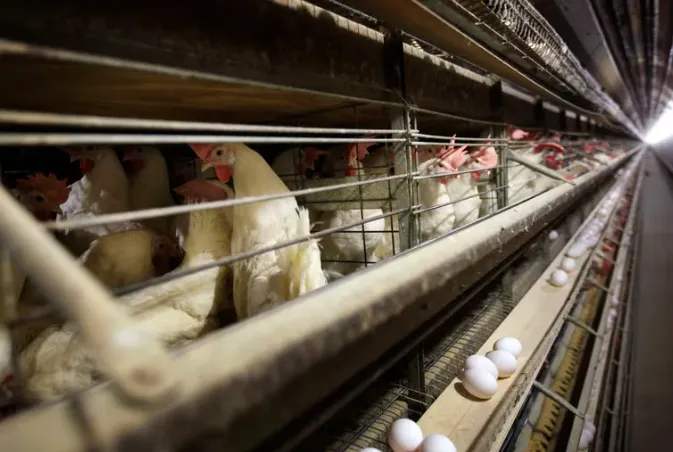 Captura de pantalla 2024-06-06 021144