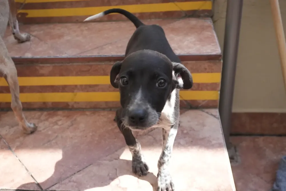 vacunaicon-antirrabica-40-jpeg