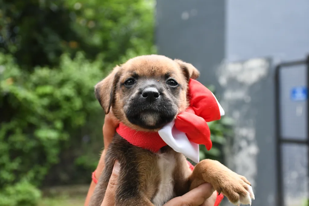 centro-de-adopciones-adornos-navidenos-7-1024x683
