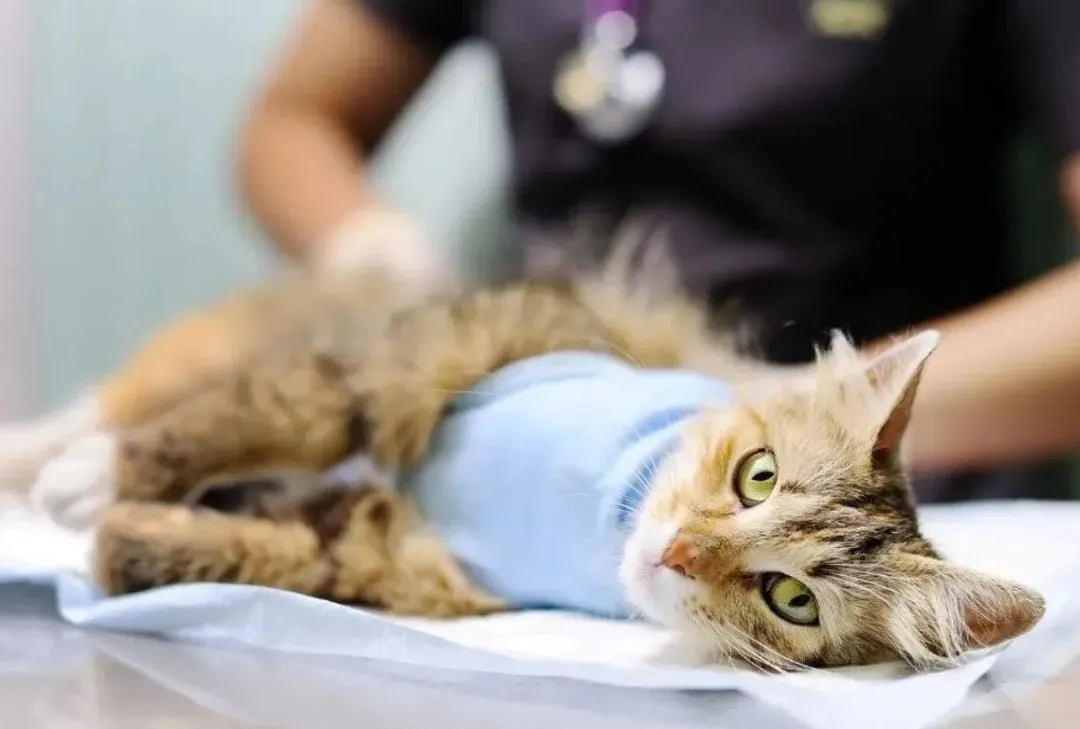 WhatsApp Image 2025-07-31 at 09.55.52