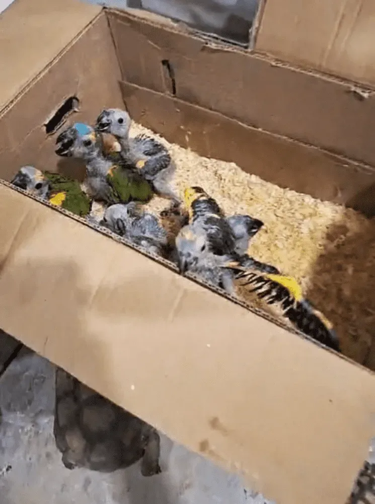 pajaritos.png_546116755
