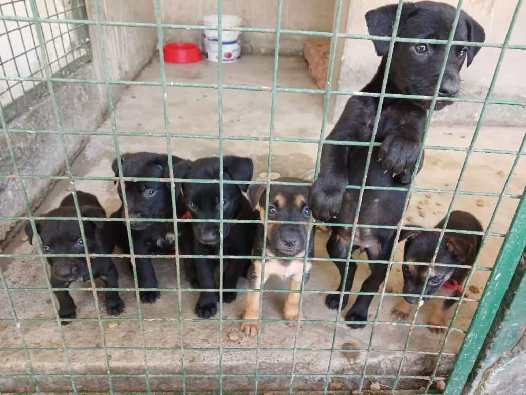 cachorros-en-adopcion-1-1024x768