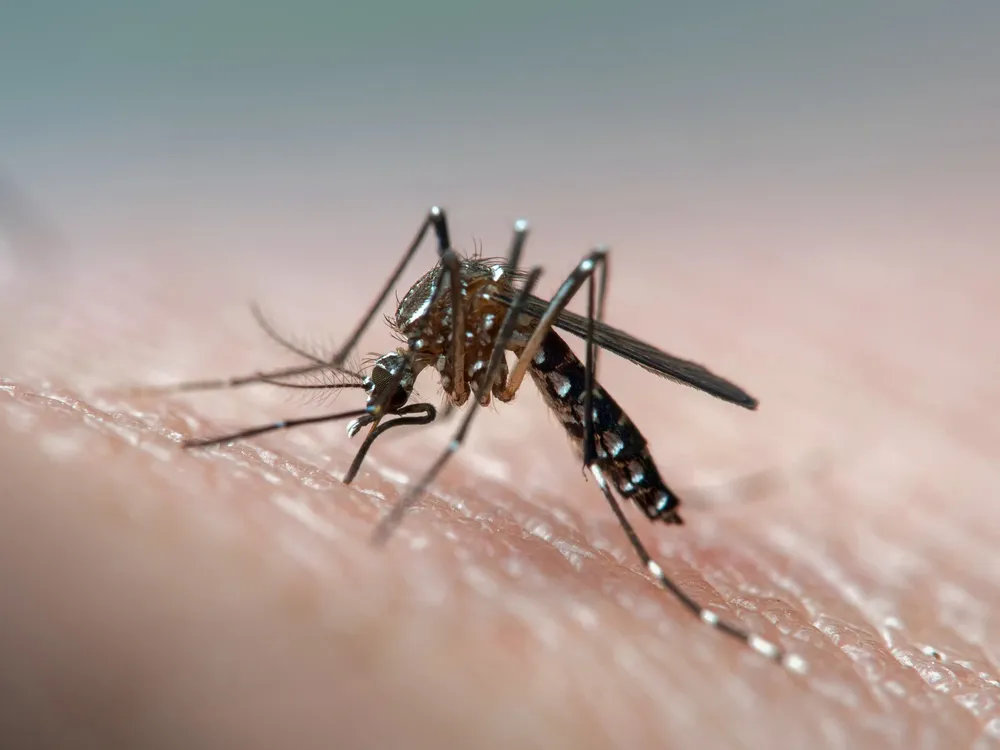 imagem-do-mosquito-da-dengue-pousando-em-pele-humana-orig-1