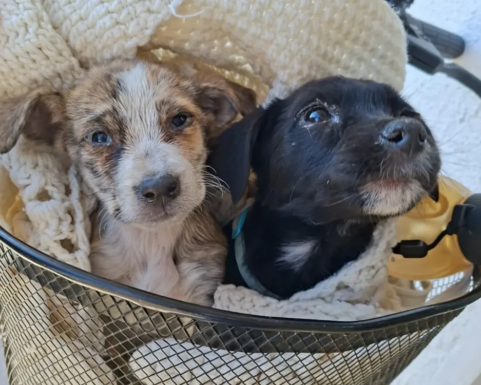 castracion-perros-1536x1229