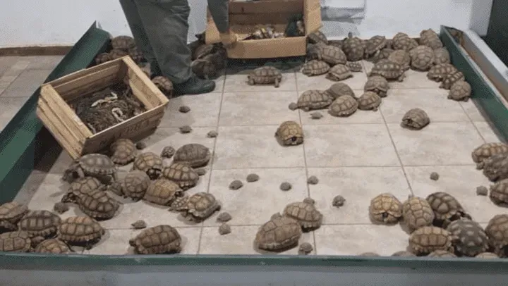 tortugas_1_crop1708540238735.png_1833193316