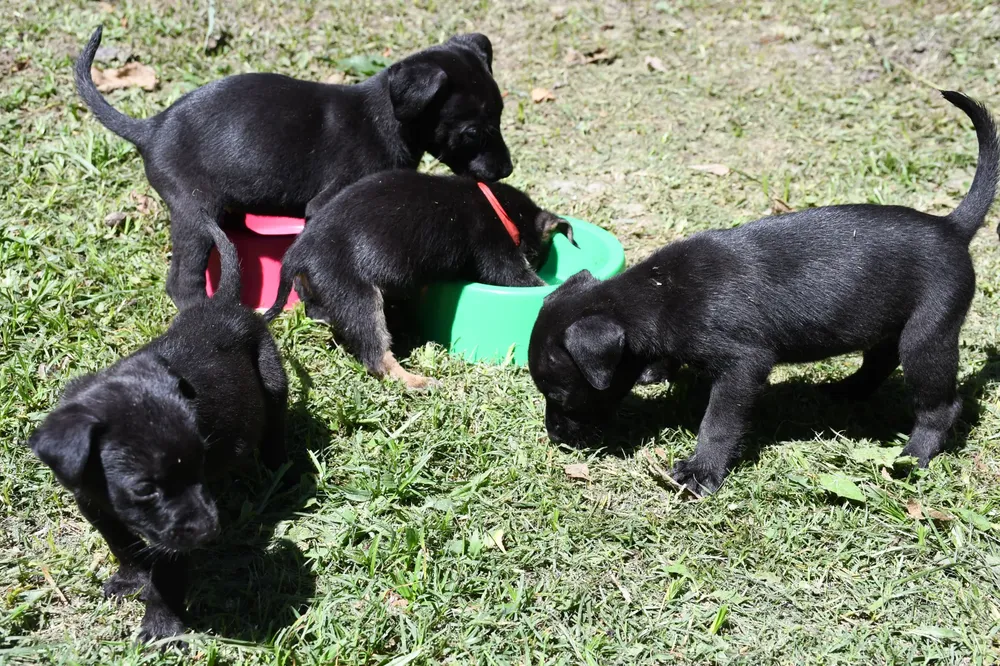 cachorros-en-adopcion-scaled