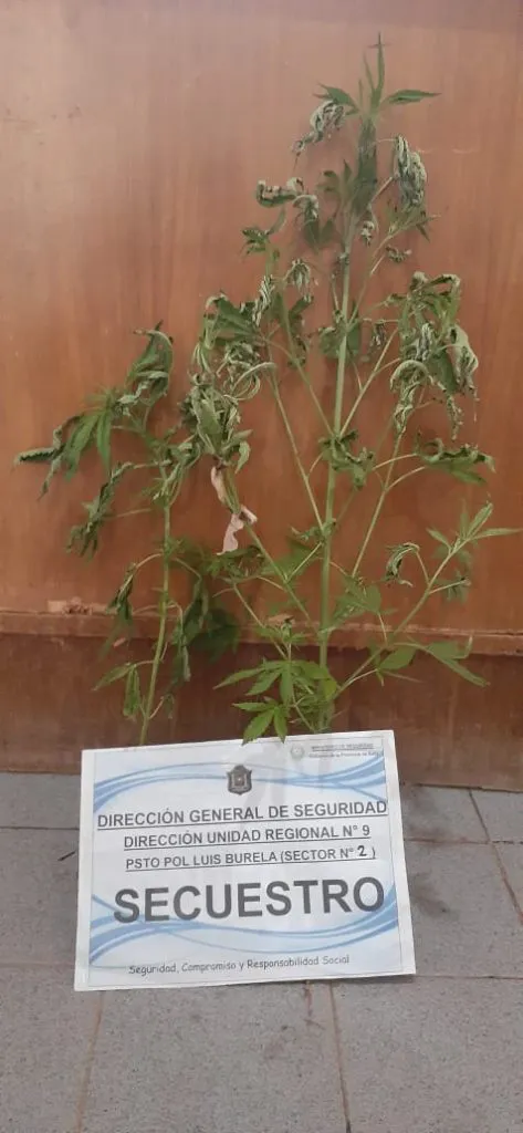 MARIHUANAS-07FEB24-TUNRO-TARDE-473x1024