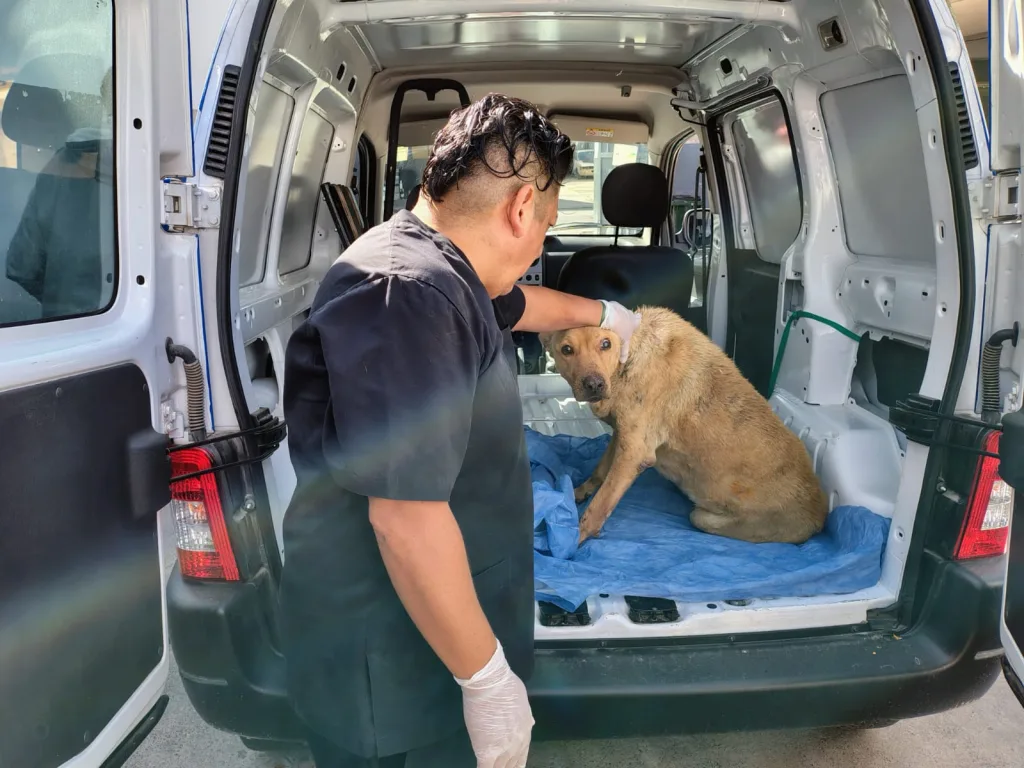 perra-rescatada-cda-4-1024x768