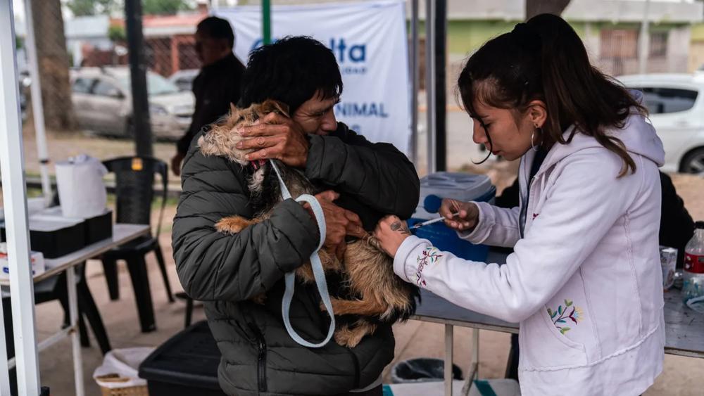binestar-animal-perros-2-1536x864