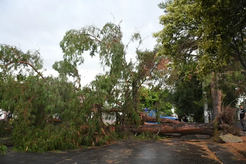 temporal-arbol-caido-1-1024x683