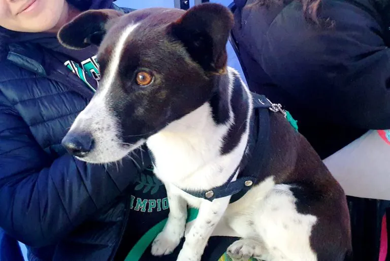 movil-de-castracion-en-vitale-9-768x514