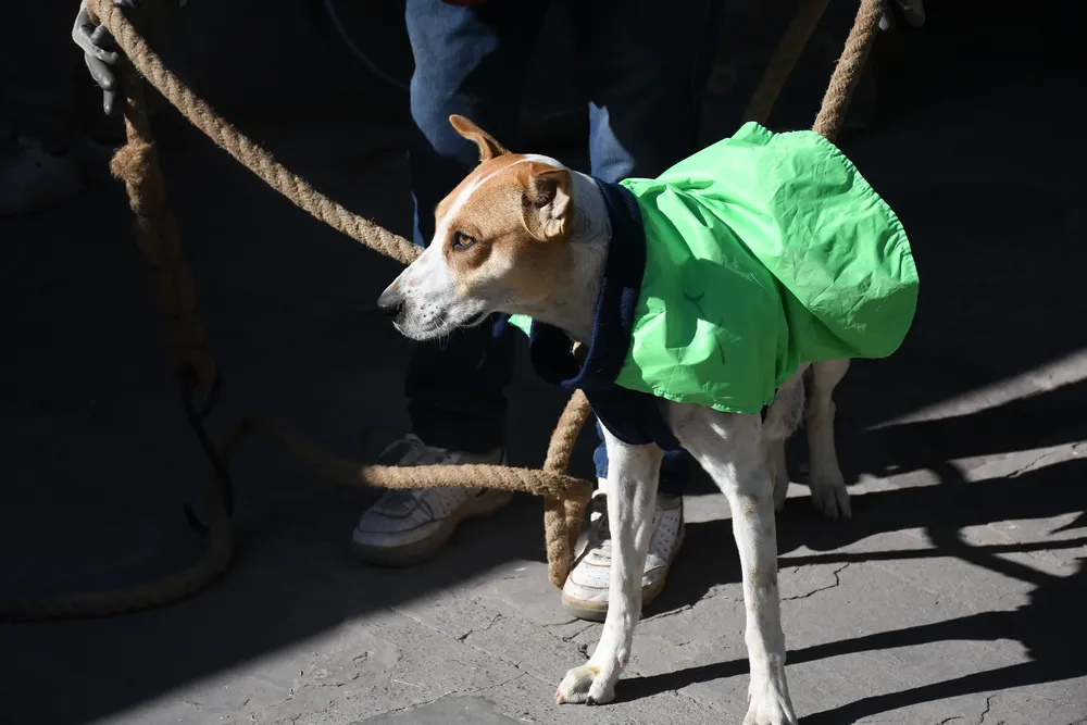vacunacion-antirrabica-perros-cementerio