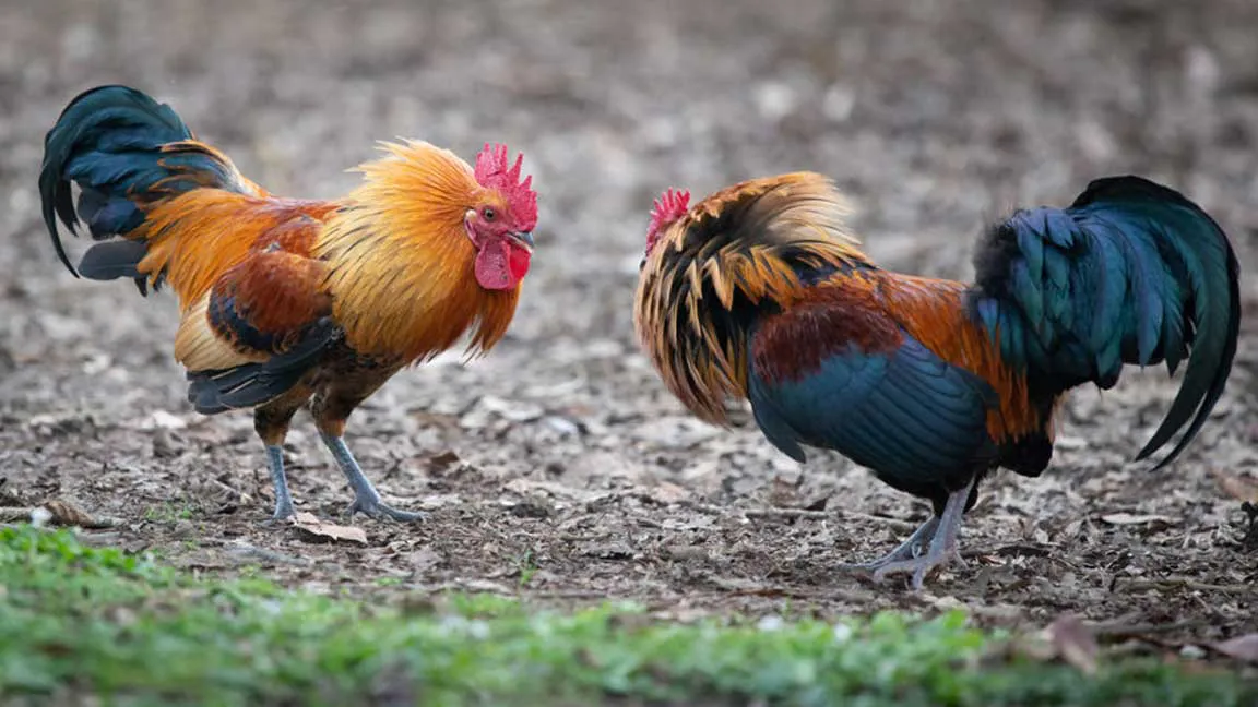 gallos-peleando