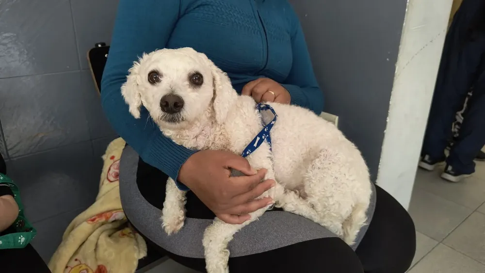 aniversario-hospital-de-animales-1536x864