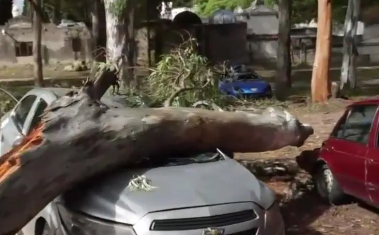 multimedia.normal.a1c27703ad7bfa3c.YXJib2wgNF9ub3JtYWwuanBn