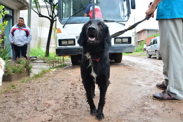 perros-de-peregrinaciones-2