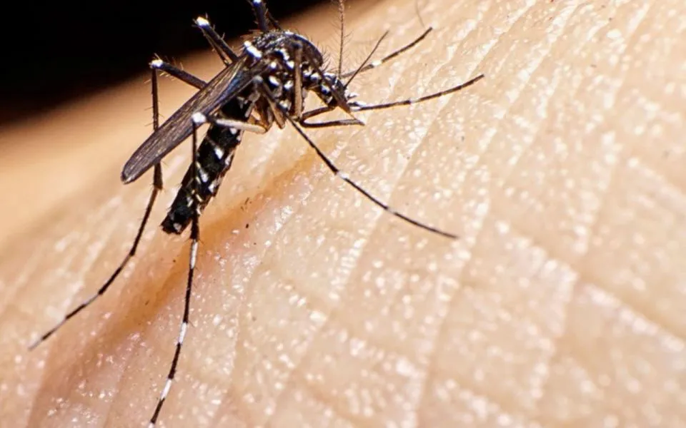 94507-son-mas-de-mil-los-casos-confirmados-de-dengue-en-salta-20240306153422