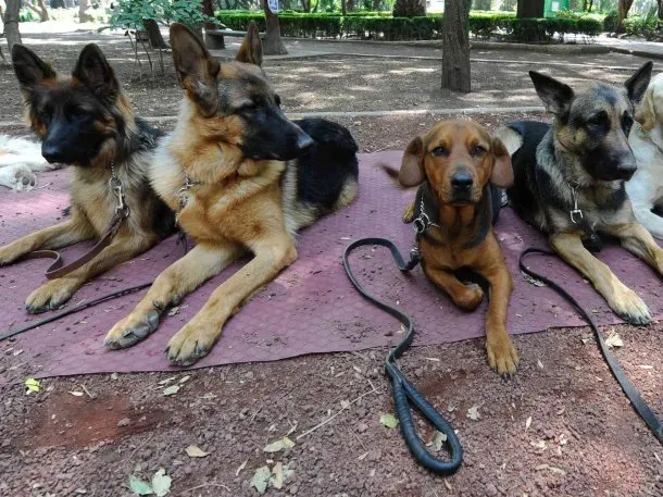perros-envenenados-caballito