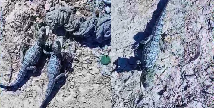 Captura de pantalla 2026-01-07 105625