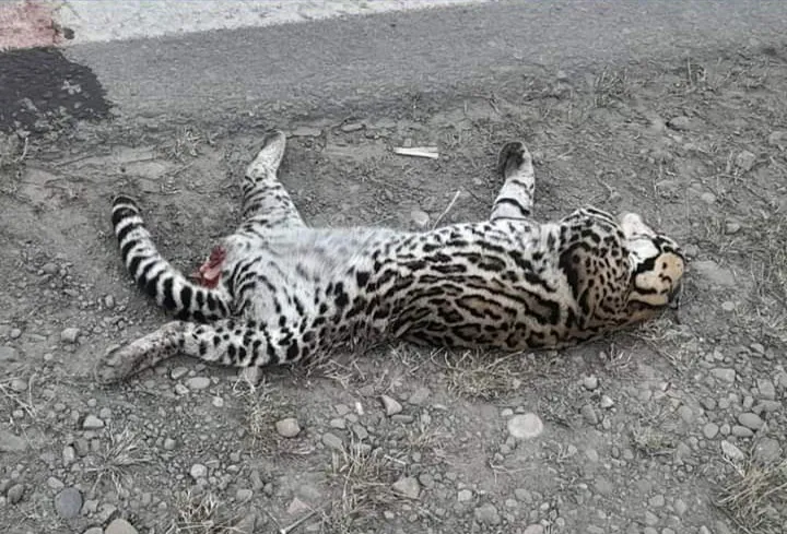 FB_IMG_1717529369129