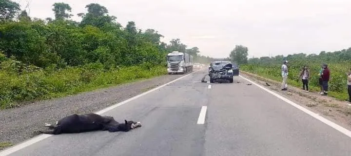 multimedia.normal.8e686d782b3128d8.Y2FiYWxsbzJfbm9ybWFsLmpwZw==