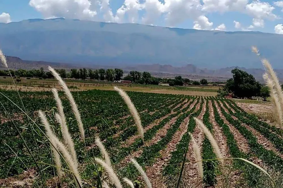 67867-monitorean-el-sistema-de-riego-por-manga-en-cachi