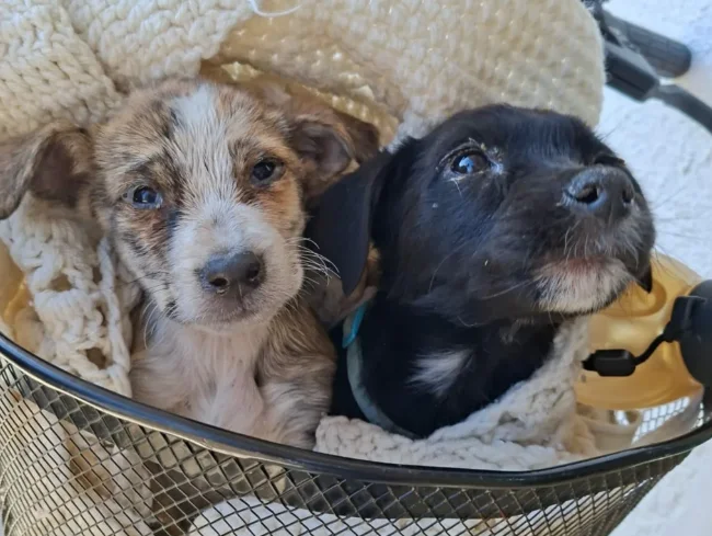 Captura de pantalla 2026-03-20 143201