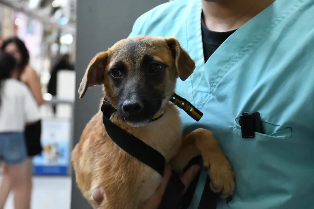 jornada-de-adopcion-shopping-8-jpg