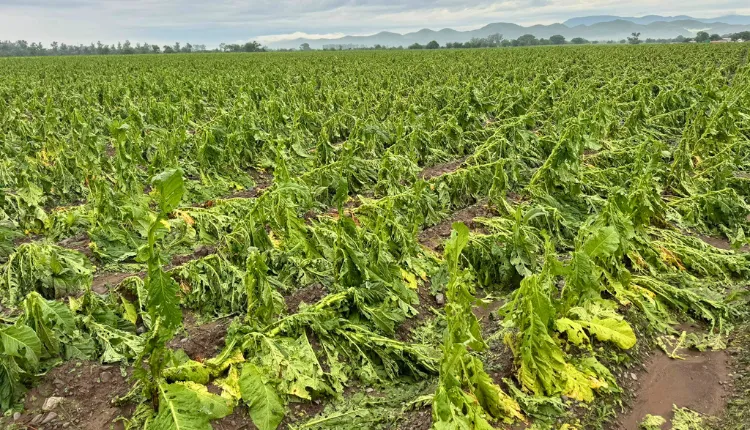 tabaco-afectado-por-tormenta