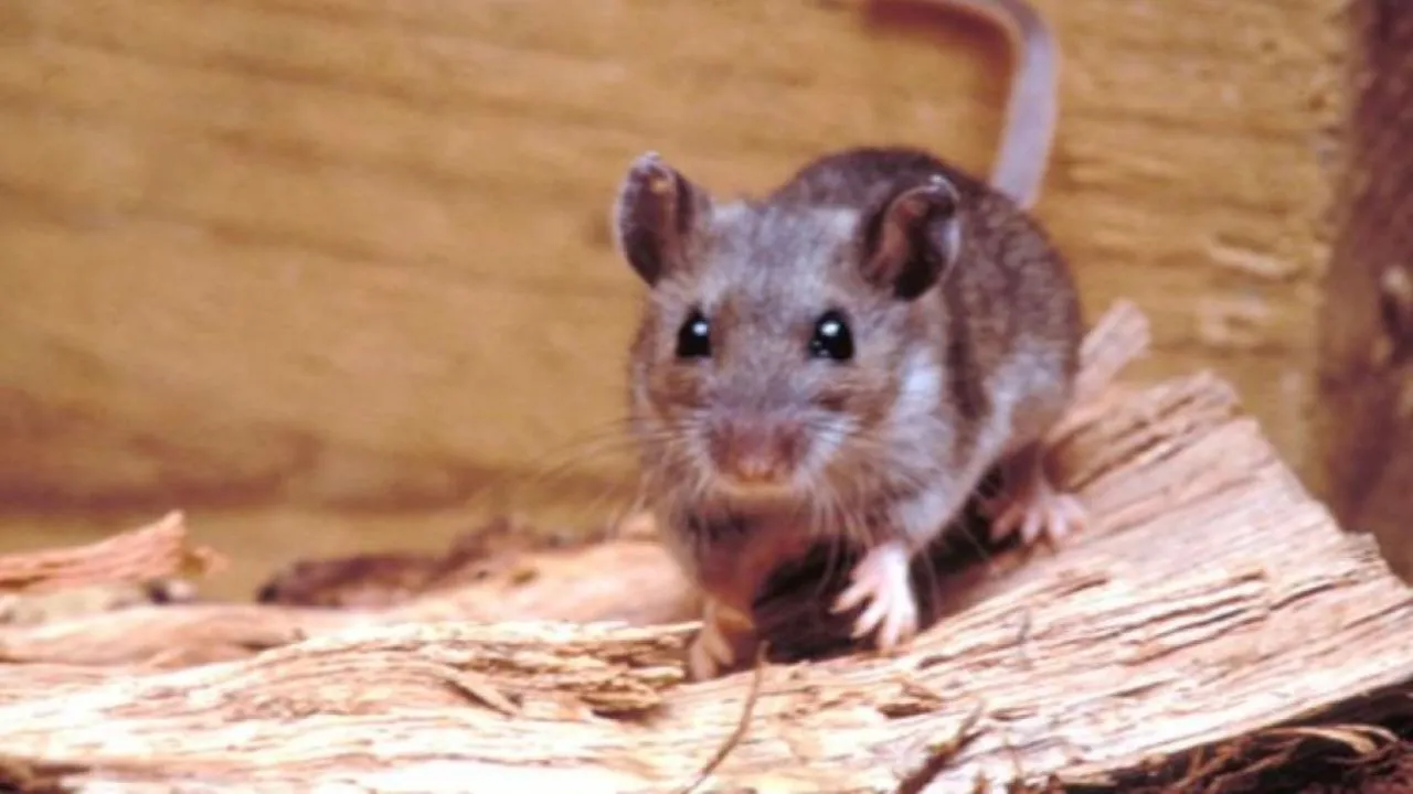 hantavirus-01172019-547211