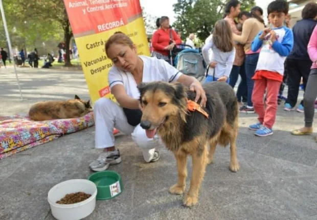 perros-de-peregrinaciones-1