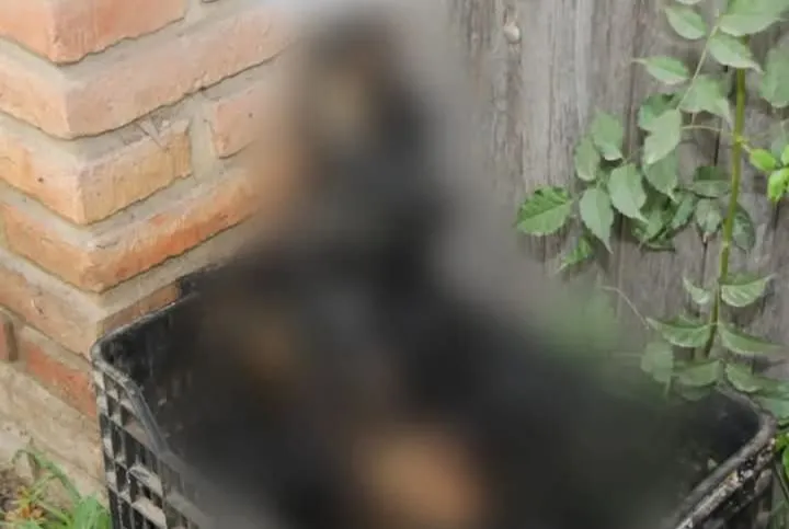 FB_IMG_1747348500930