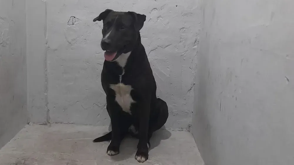 mar-del-plata-perro