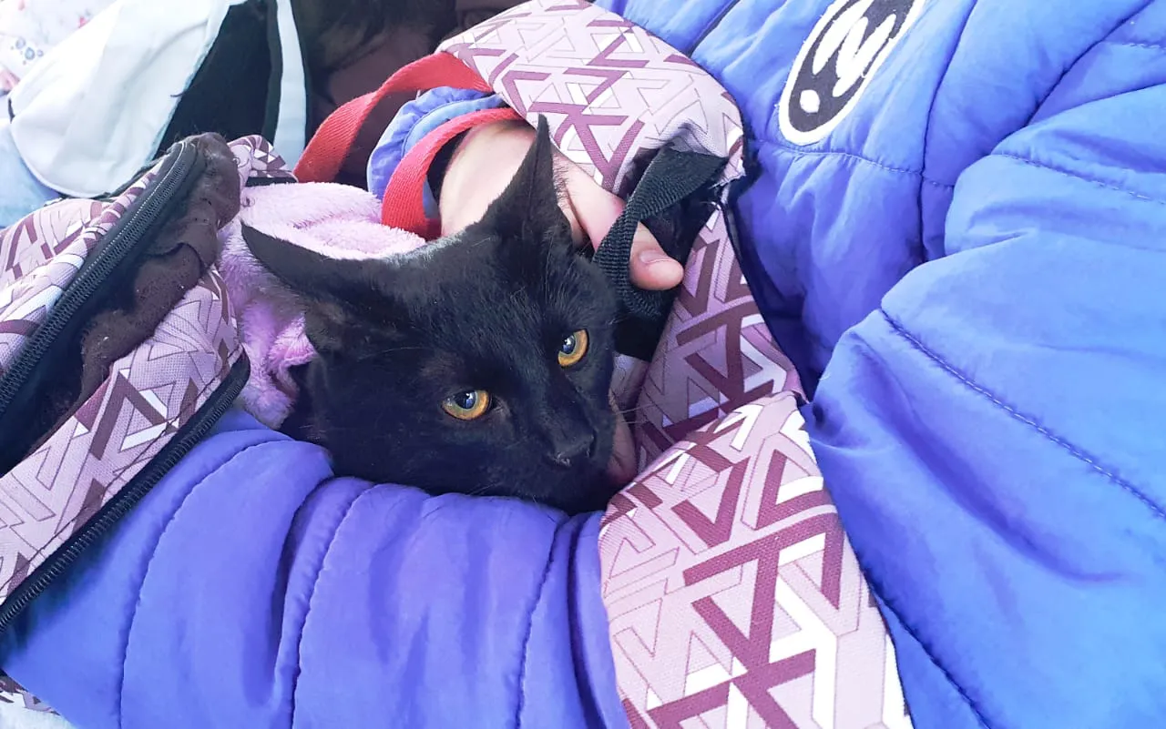 movil-de-castracion-vitale-10