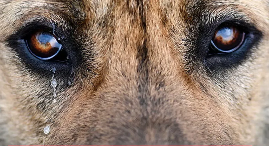 Captura de pantalla_25-3-2025_125148_purina.com.pe